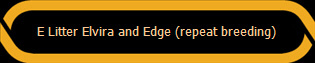 E Litter Elvira and Edge (repeat breeding)