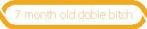 7 month old dobie bitch